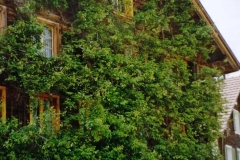Pellegrinaggio 1991