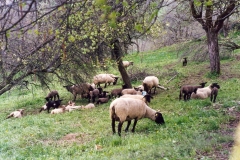 Pellegrinaggio Savoia 1995