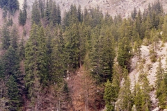 Pellegrinaggio Savoia 1995